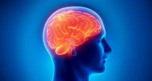 brain inside a head