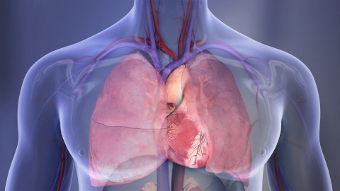 Heart and lungs illustration