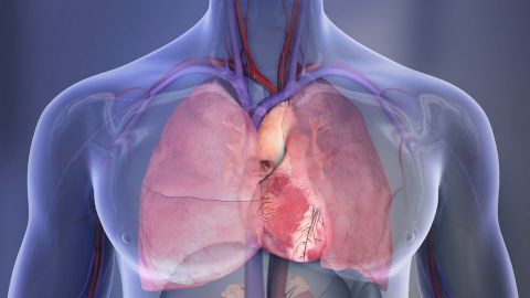 Heart and lungs illustration