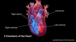 four chambers of the heart