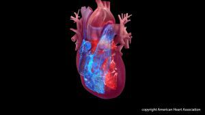 heart chamber image