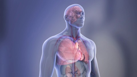 Illustration of organs in the body