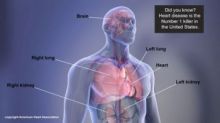 organs in the body